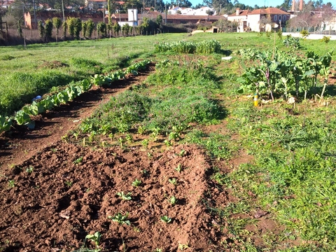 Horta  em manutenção